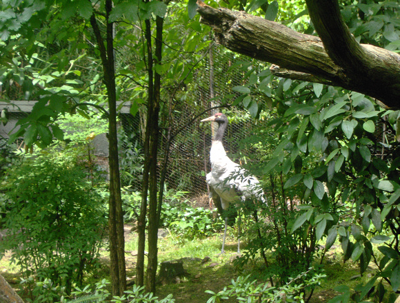 Crane in Central Park Zoo, New York City